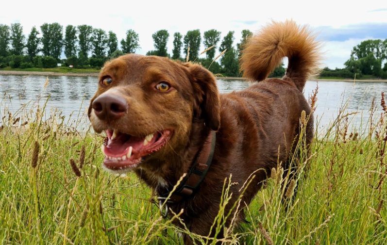 Hund blickt neugierig auf einen plüschigen Hund mit Weihnachtsmütze.