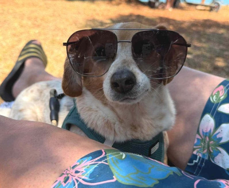 Brauner Hund mit geschlossenen Augen vor bunten Fähnchen und Menschen am Wasser.