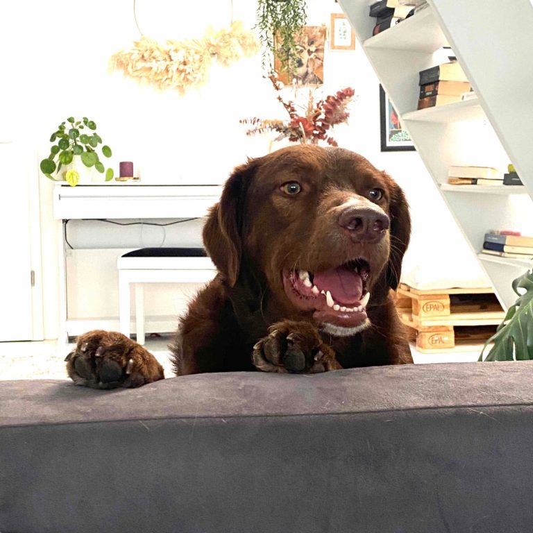 Brauner Labrador, der auf einer Couch sitzt und fröhlich in die Kamera schaut.