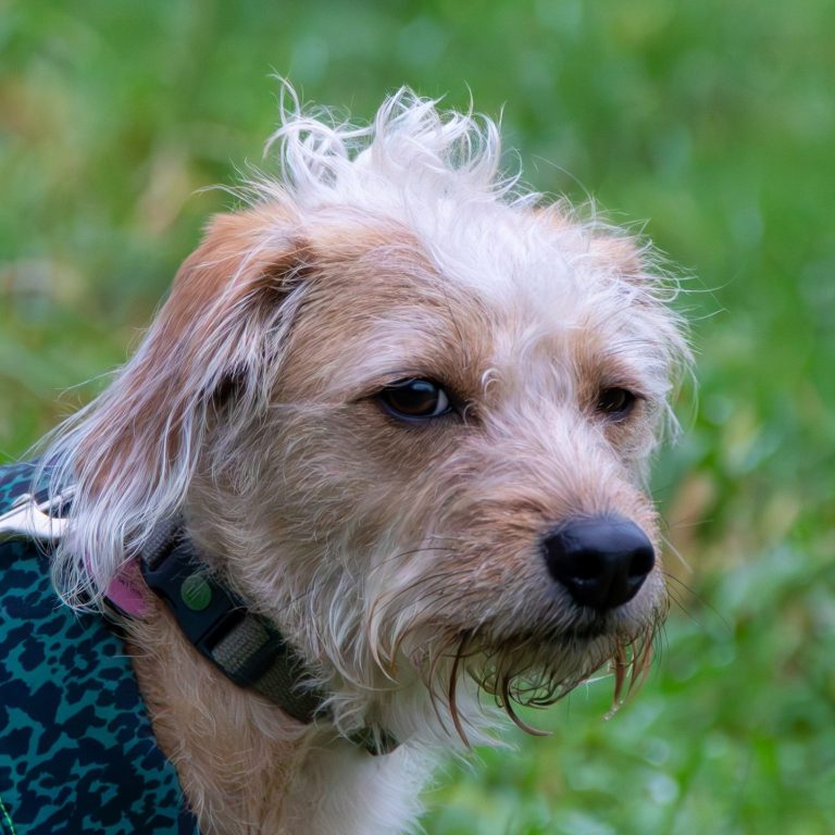 Nahaufnahme eines kleinen Hundes mit zotteligem Fell und einem neugierigen Blick.