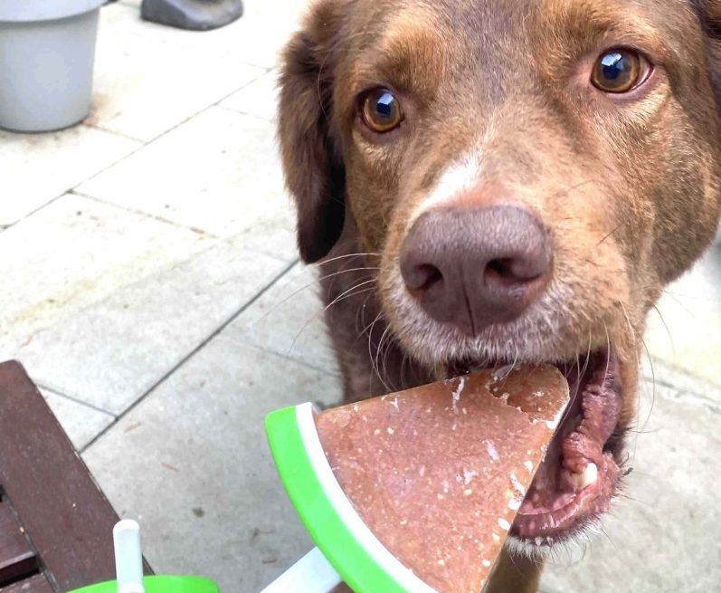 Brauner Hund mit geschlossenen Augen vor bunten Fähnchen und Menschen am Wasser.